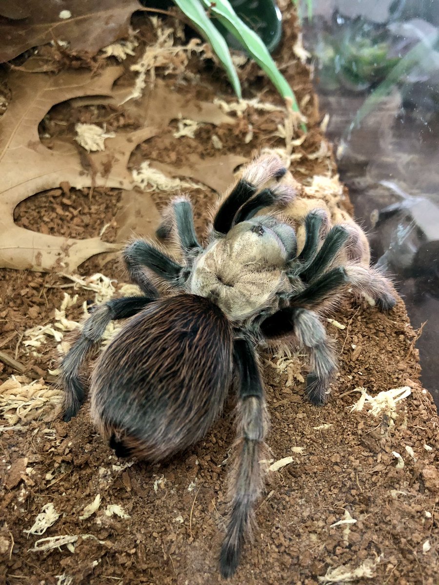 Arizona Blonde Tarantula