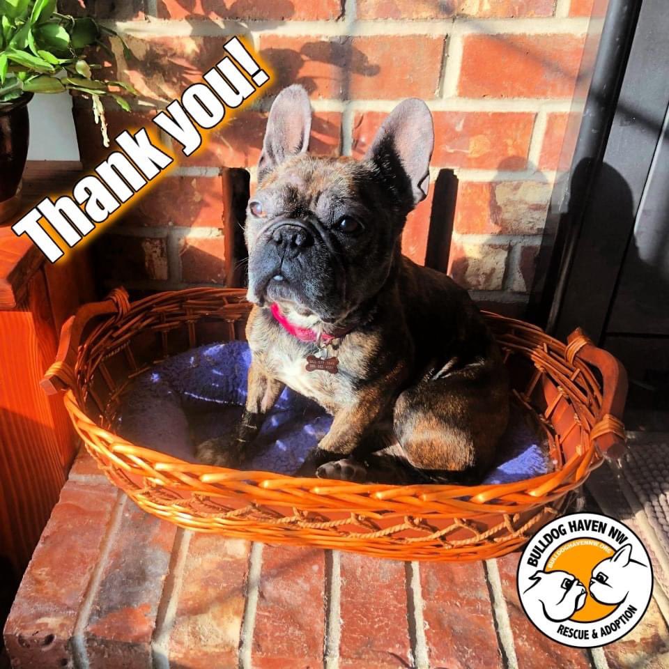 BulldogHavenNW's tweet photo. #Thankyou so much to everyone who participated in our #Spooktacular #FallAuction!  We raised over $5,000!!  This allows us to keep helping these #amazingdogs.  Thank you!!!

And a HUGE thank you to Rozalynne for organizing the whole thing!!!  THANK YOU!!!

https://t.co/gIVYMUULhQ https://t.co/AKb6QU3gfo