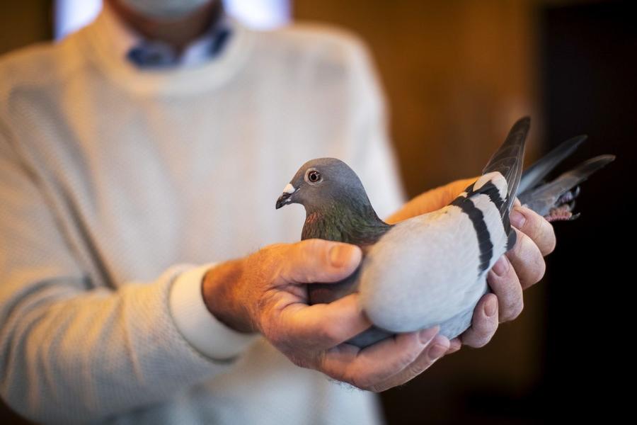 Limportant_fr's tweet photo. Le prix d'un pigeon voyageur s'envole à 2,49 millions $ https://t.co/BiTg7Xy9gh @cyblesoleil https://t.co/FDVYJSAXJ6