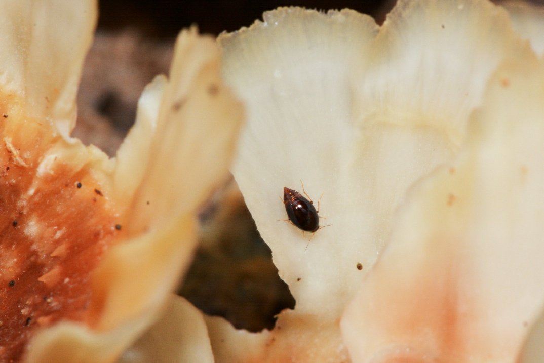 coleopterasam's tweet photo. After a wonderful entomological week with #ECN2020 and the beginning of #EntSoc2020, I want to share some pictures of my second favorite group of organisms 😍 (and my favorite place to look for #AmazingBeetles). These beauties are all from Panama 🐞🍄🥰. #FungiOfTheWorldWeekend https://t.co/DxX5uxPzue