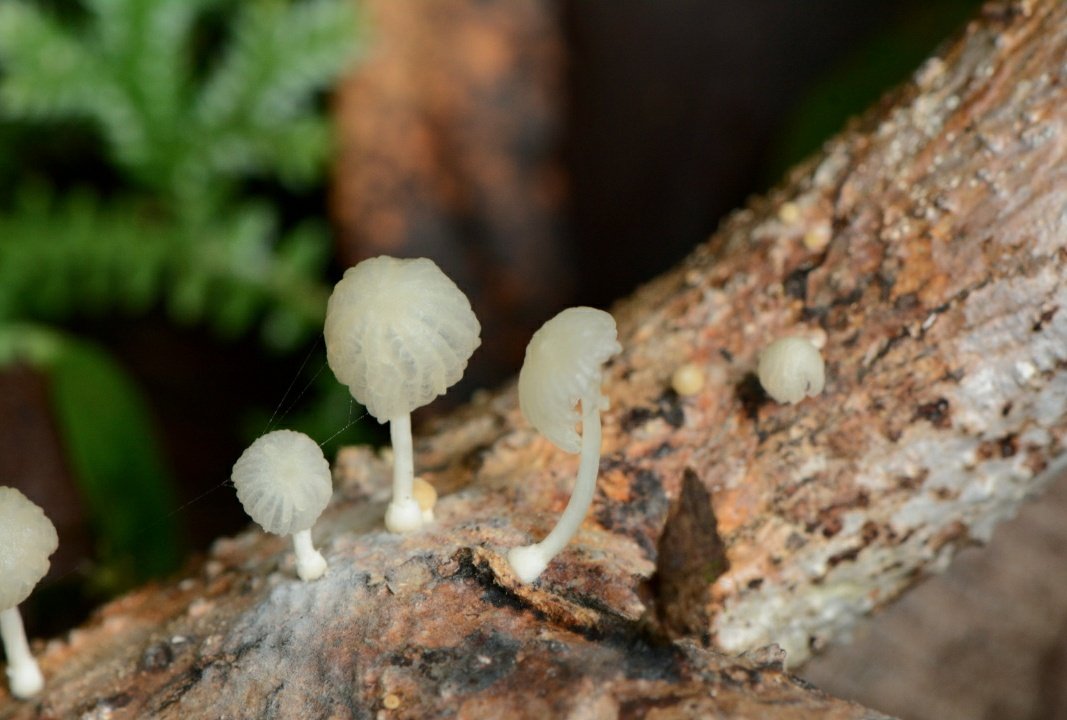 coleopterasam's tweet photo. After a wonderful entomological week with #ECN2020 and the beginning of #EntSoc2020, I want to share some pictures of my second favorite group of organisms 😍 (and my favorite place to look for #AmazingBeetles). These beauties are all from Panama 🐞🍄🥰. #FungiOfTheWorldWeekend https://t.co/DxX5uxPzue