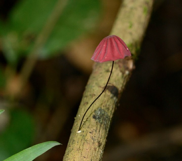 coleopterasam's tweet photo. After a wonderful entomological week with #ECN2020 and the beginning of #EntSoc2020, I want to share some pictures of my second favorite group of organisms 😍 (and my favorite place to look for #AmazingBeetles). These beauties are all from Panama 🐞🍄🥰. #FungiOfTheWorldWeekend https://t.co/DxX5uxPzue