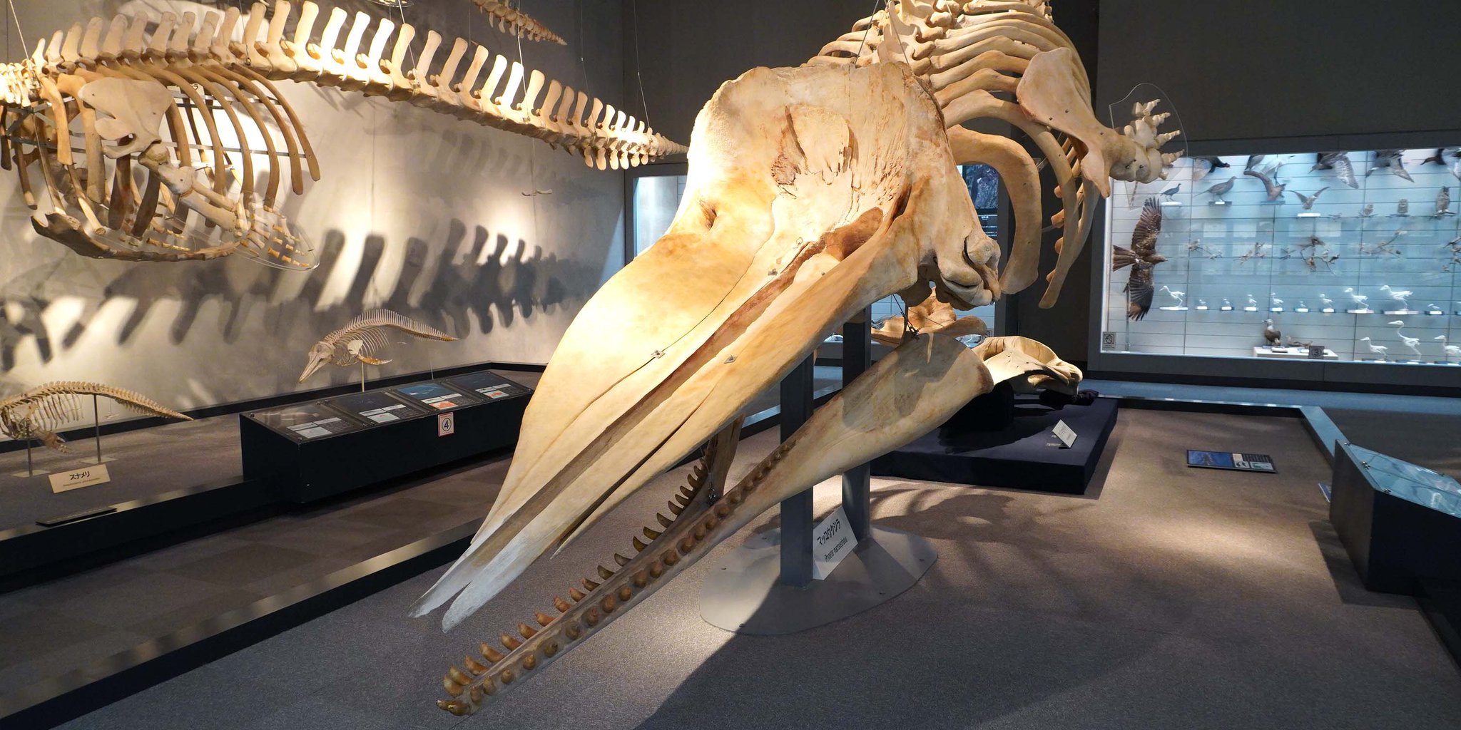 クジラの頭骨 千葉県立中央博物館 on X: 