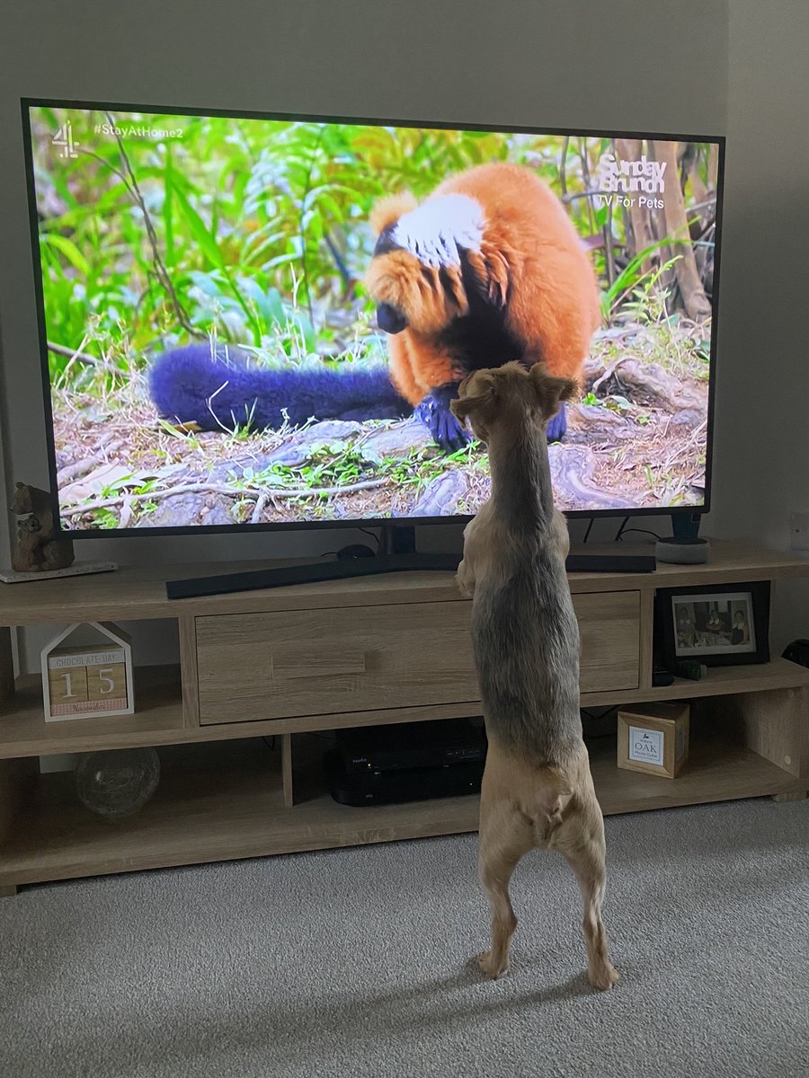 Riss25's tweet photo. @SundayBrunchC4 Ted loved King Julian https://t.co/WgWrTNuKPE