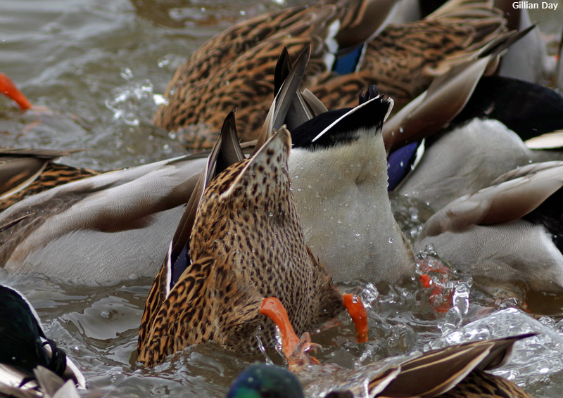 30DaysWild's tweet photo. Ducks can be split into two groups: dabblers and divers. Diving ducks (like pochards) feed deeper underwater, while dabbling ducks (like mallards) feed predominantly at the surface!

You'll often see dabblers with their heads underwater and bums in the air, like so... 👇🍑 https://t.co/cZXj3MSfw0