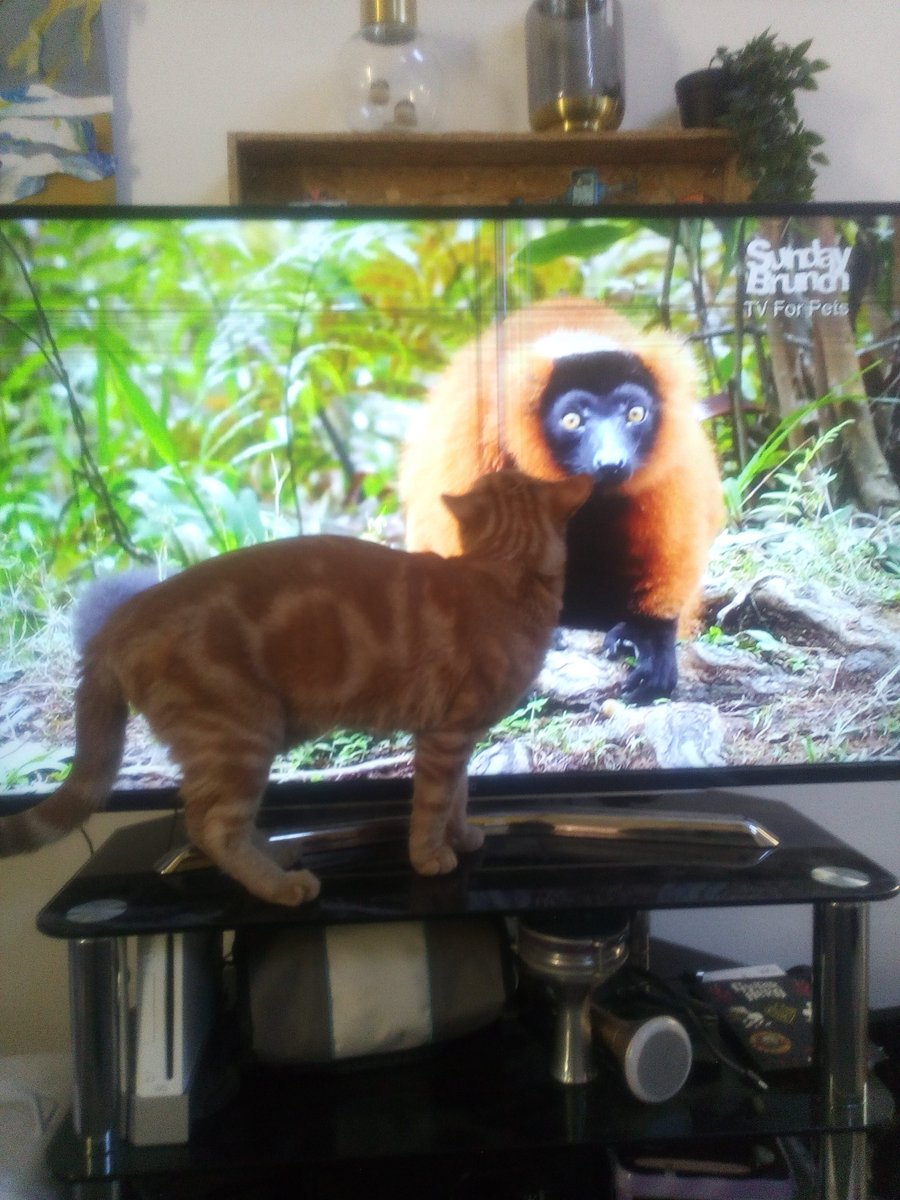 SimonSCPMI's tweet photo. Marmalade the Ginger tom enjoying seeing another Ginger on the TV! #tvforpets #SundayBrunch https://t.co/n20cRlILgn