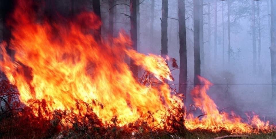 KarabakhDailyN's tweet photo. #Armenia/ns are setting the 🌳 of Kalbajar on fire. In response, #Azerbaijan/i government extended the evacuation period by 5 days as per @HikmetHajiyev. #Azerbaijan keeps choosing humanism over and over again https://t.co/VU0hZvTOcO