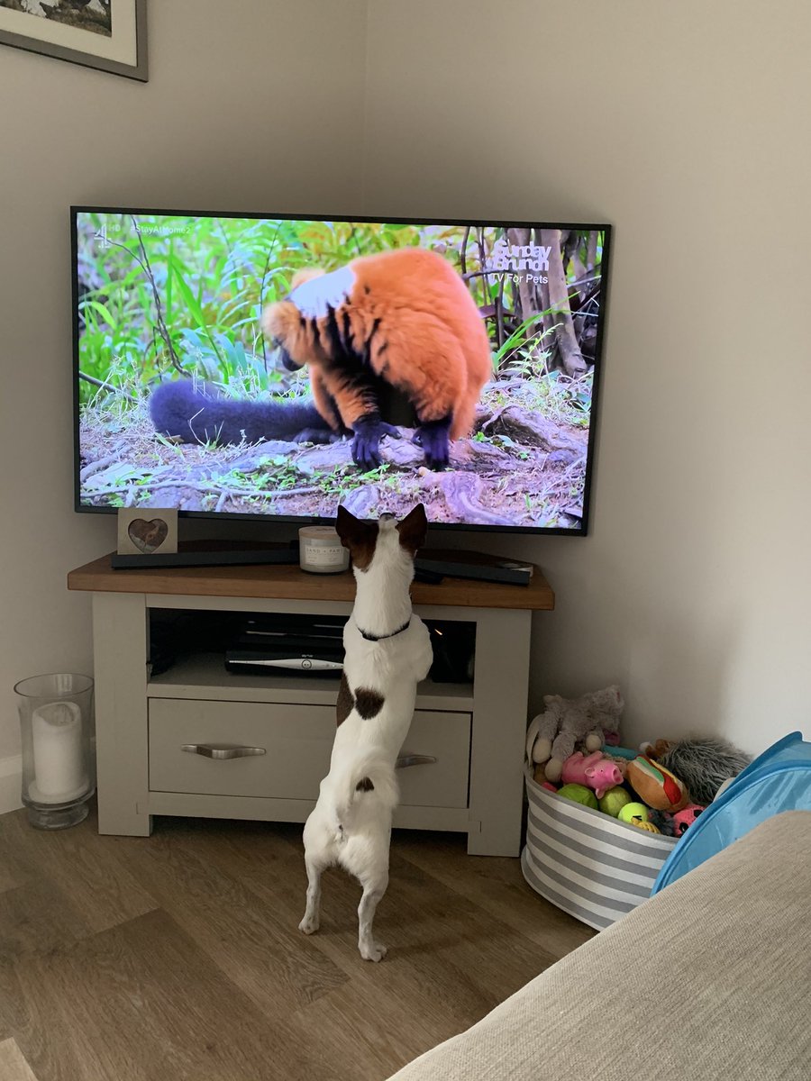 NewtoJohn's tweet photo. @SundayBrunchC4 Jack loves it #SundayBrunch #TVForPets https://t.co/5st72IOCVi
