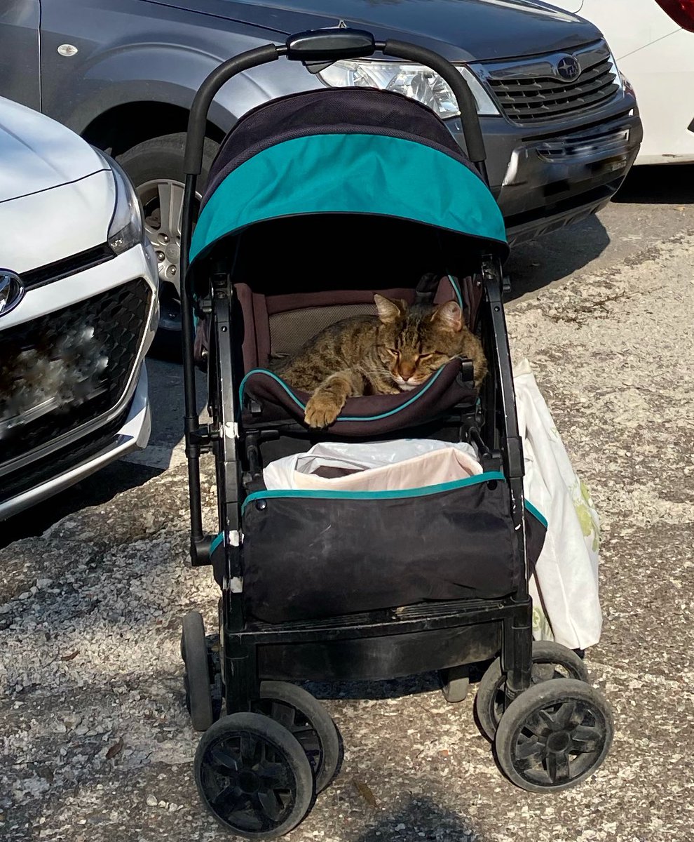 berilakman's tweet photo. leave the cat, take the baby #catsofankara https://t.co/vnGAlDYJ4N