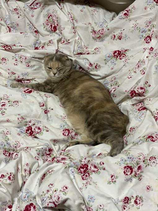 無愛想のtwitterイラスト検索結果 古い順