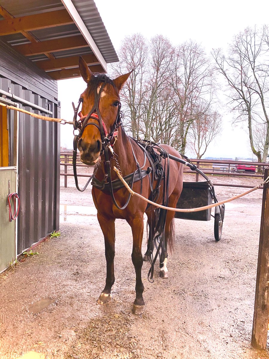 mlarsgard's tweet photo. Ibland blir man bara så stolt över dessa djur. Idag var Gaga ut på sin första tur för vagn sen 2 år. Hon skötte sig exemplariskt, helt cool och lugn trots passerande bilar, stora vattenpölar och hala lerbackar. Grym häst det här, kul att äntligen få träna igång lite 💞 #Gagahäst https://t.co/NeY4BJaPbN