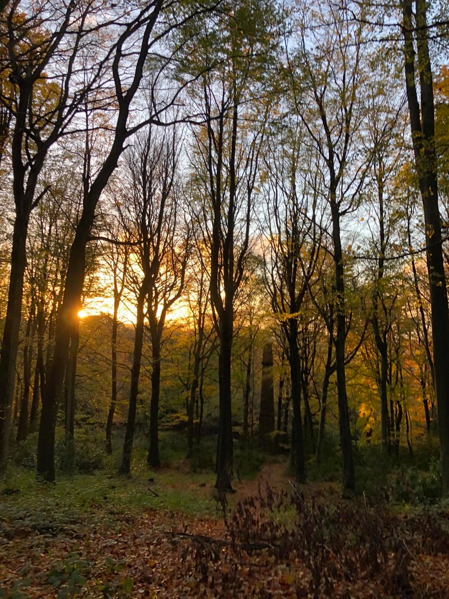 AWildBlog's tweet image. 🍁 New Blog Post - Autumnal Warmth 🍁
This blog is all about the colours and importance of autumn 👉 abimustard.wordpress.com/2020/11/15/aut…