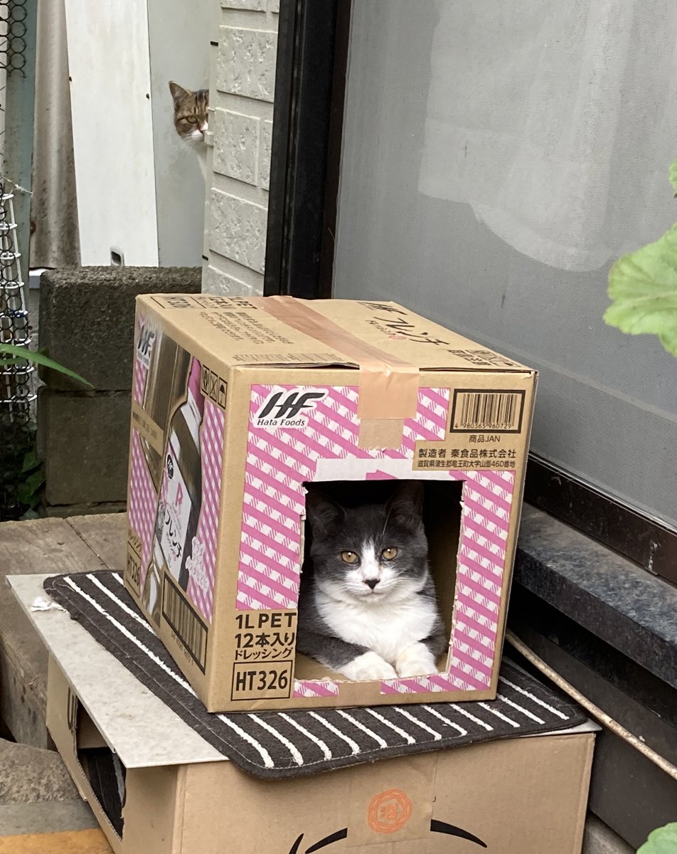 お母様が作った段ボールハウスに猫が入ったので写真を撮り 改めて見直してみたら後ろには おわかりいただけただろうか Togetter お母様が作った段ボールハウスに猫が入ったので写真を撮り 改めて見直してみたら後ろには おわかりいただけただろうか Togetter