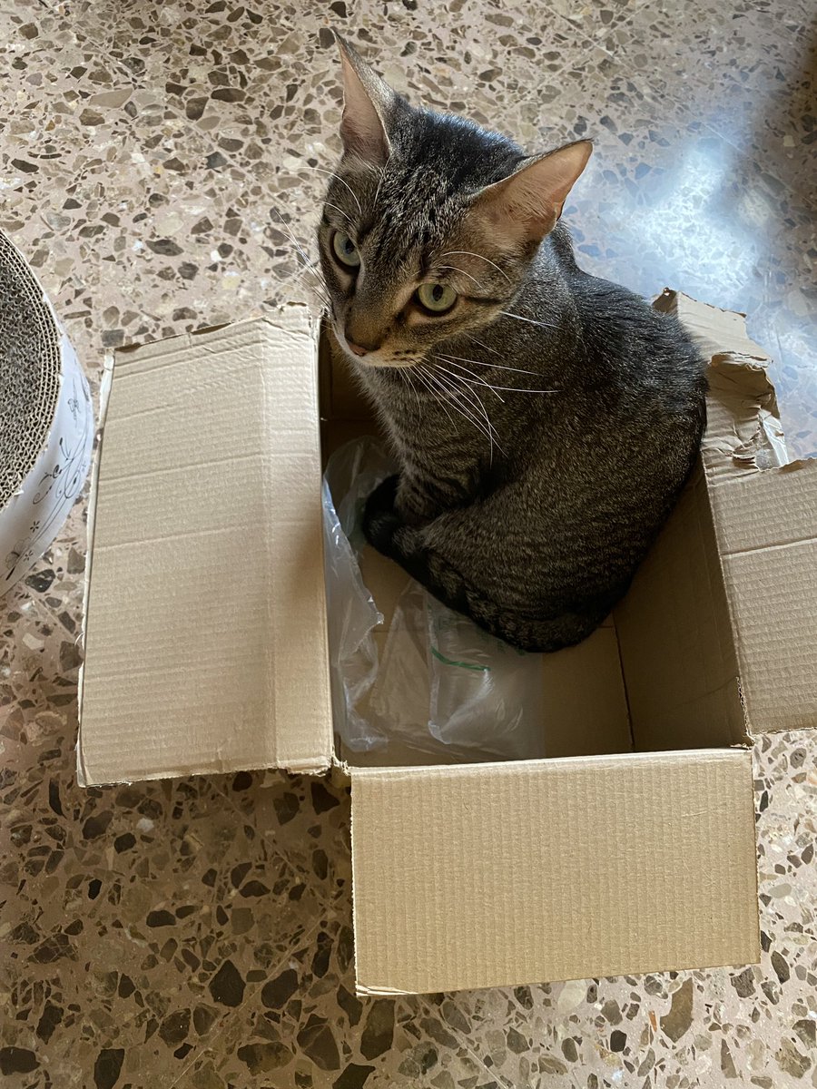yeskacierzo's tweet photo. Caja que llega a casa, caja que colonizamos 📦😼

#cats #CatsOfTwitter #catslovers #gatos #amorgatuno #yeska #lagatadelcierzo #miau #meow #catlovers https://t.co/7LMdLhCLWu
