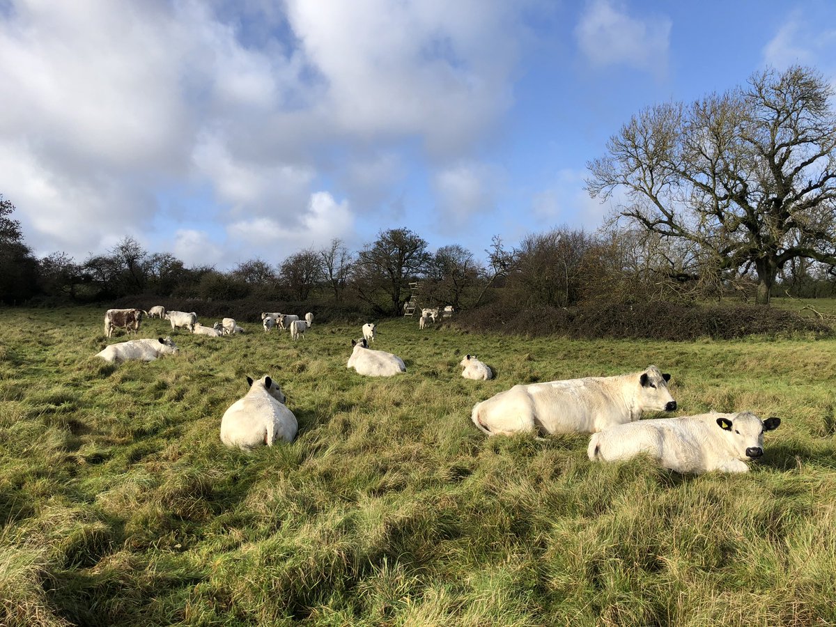 GreatCotmarsh's tweet photo. Lazy Sunday morning #slowfarming #Cotswolds https://t.co/q7qayRkJna