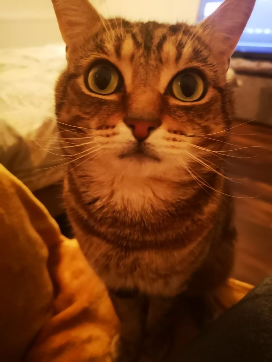 catfestlondon's tweet photo. WANTED new home urgently: Bounty, a 3-year-old dark-ginger cat, is looking for a place in London. He’s smart, playful, good with kids. His family don’t want him, passed him onto relatives, whose kids are rough on him + they’re prepared to dump him on the street. Can you help him? https://t.co/pfBbTWvNgw