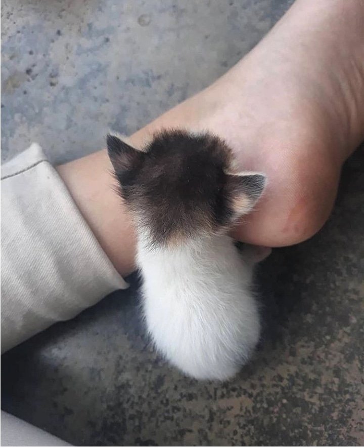 CatsFanus's tweet photo. Adorable cat โค
#funnycats #cutecats #sadcats #angrycats #catsofusa #CatsOfTwitter #CatsOnTwitter #catsofinstagram https://t.co/hs8zdLwGeP