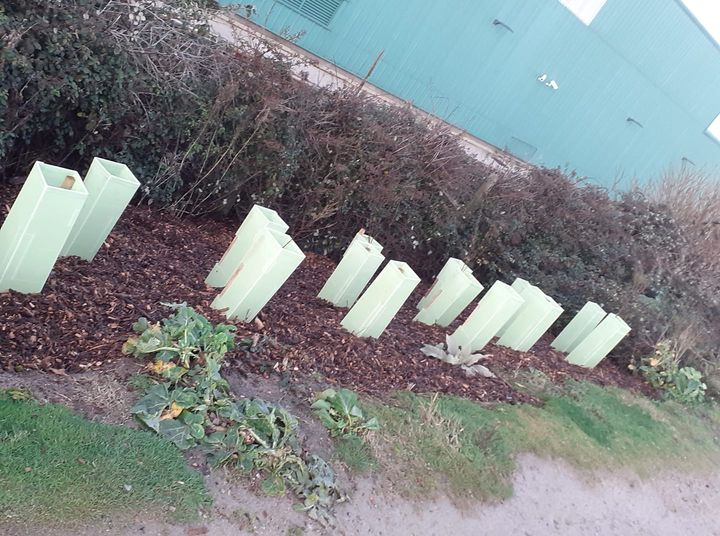 PenzanceHour's tweet photo. #cc #cormac you are a disgrace to the natural habitat. Planting with plastic support trees and shrubs that are not natural to the coast , but ripping out this rare plant. #wildcabbage #wildcornwall #naturalhabitat #beefriendly #cornwallhour #wdyt #foraging #pzbid #escape2pz #lp https://t.co/5feIIORi9I
