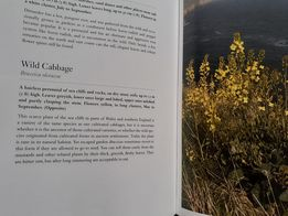 PenzanceHour's tweet photo. #cc #cormac you are a disgrace to the natural habitat. Planting with plastic support trees and shrubs that are not natural to the coast , but ripping out this rare plant. #wildcabbage #wildcornwall #naturalhabitat #beefriendly #cornwallhour #wdyt #foraging #pzbid #escape2pz #lp https://t.co/5feIIORi9I