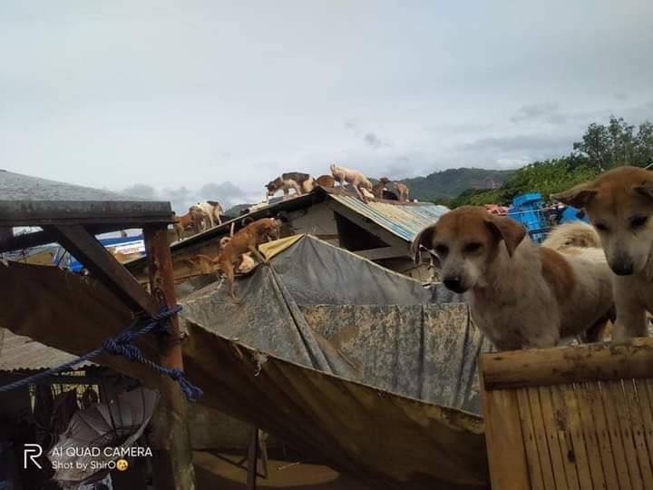 OffGunLove4ever's tweet photo. Please save my moots at PH 🙏🏻🙏🏻😭
May god protect all of you ....
#CagayanNeedsHelp #PrayForPhilippines
#RescuePH #Region2NeedsHelp #GMANews #IsabelaNeedsHelp #TugeguaraoNeedsHelp https://t.co/jQvl7LpqsG