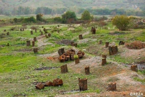 KarabakhDailyN's tweet photo. We, humans, are linked to our environment. Coexisting with nature is fundamental for our survival. #Azerbaijan/i nature is an innocent victim. Trees in #Kalbajar #Karabakh were cut off as a result of #Armenia/n occupation. https://t.co/WnNA146xUX
