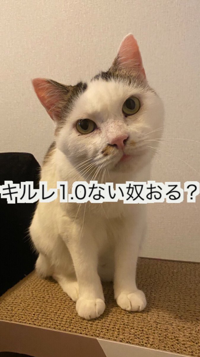 bulletjda's tweet photo. 可愛い顔して煽るネコ🐈 https://t.co/uYhSfe1oSe