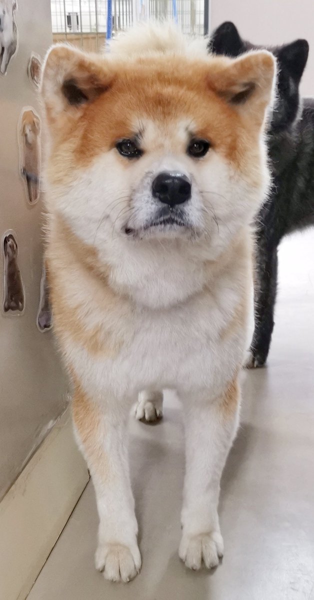 あきほ 秋田犬保存会 秋田犬会館 普段顔つぶれてることが多い銀ちゃんですがとてもキュートです あきほ 秋田犬保存会 秋田犬会館 普段顔つぶれてることが多い銀ちゃんですがとてもキュートです