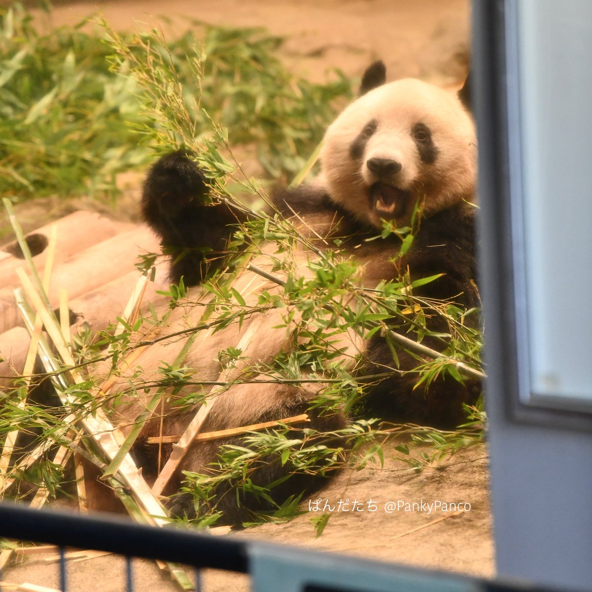 ぱんだたち シャンちゃんにあと何回会えるのかな と思いながらの観覧でした 11 15 シャンシャン 香香 上野動物園 ジャイアントパンダ