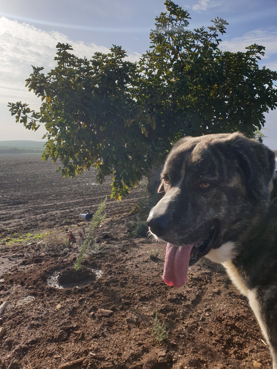 iNaturalesante's tweet photo. Creando biodiversidad. Hoy plantamos romero, junto a la abuela, la Higuera de la Vereda.
🌿🌿🌿 #biodiversidad https://t.co/vVE1RSlkMO