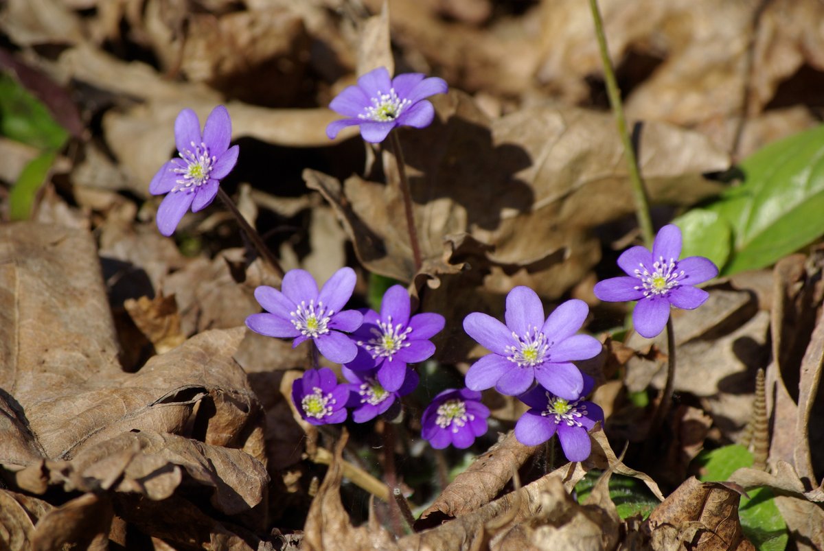 DeiLux77's tweet photo. Fresh violets.

#photography #foto #photo #macro #closeup #nature #wildlife #art #color #artphotography #picture #worldphotography #follow #colour #photographer #naturephotography #naturelovers #macrophotography #Purple #Flowers #flower #violet https://t.co/WKjcl0K2d9