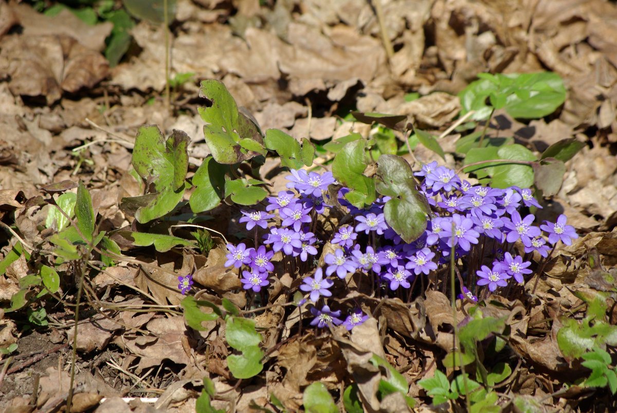 DeiLux77's tweet photo. Fresh violets.

#photography #foto #photo #macro #closeup #nature #wildlife #art #color #artphotography #picture #worldphotography #follow #colour #photographer #naturephotography #naturelovers #macrophotography #Purple #Flowers #flower #violet https://t.co/WKjcl0K2d9