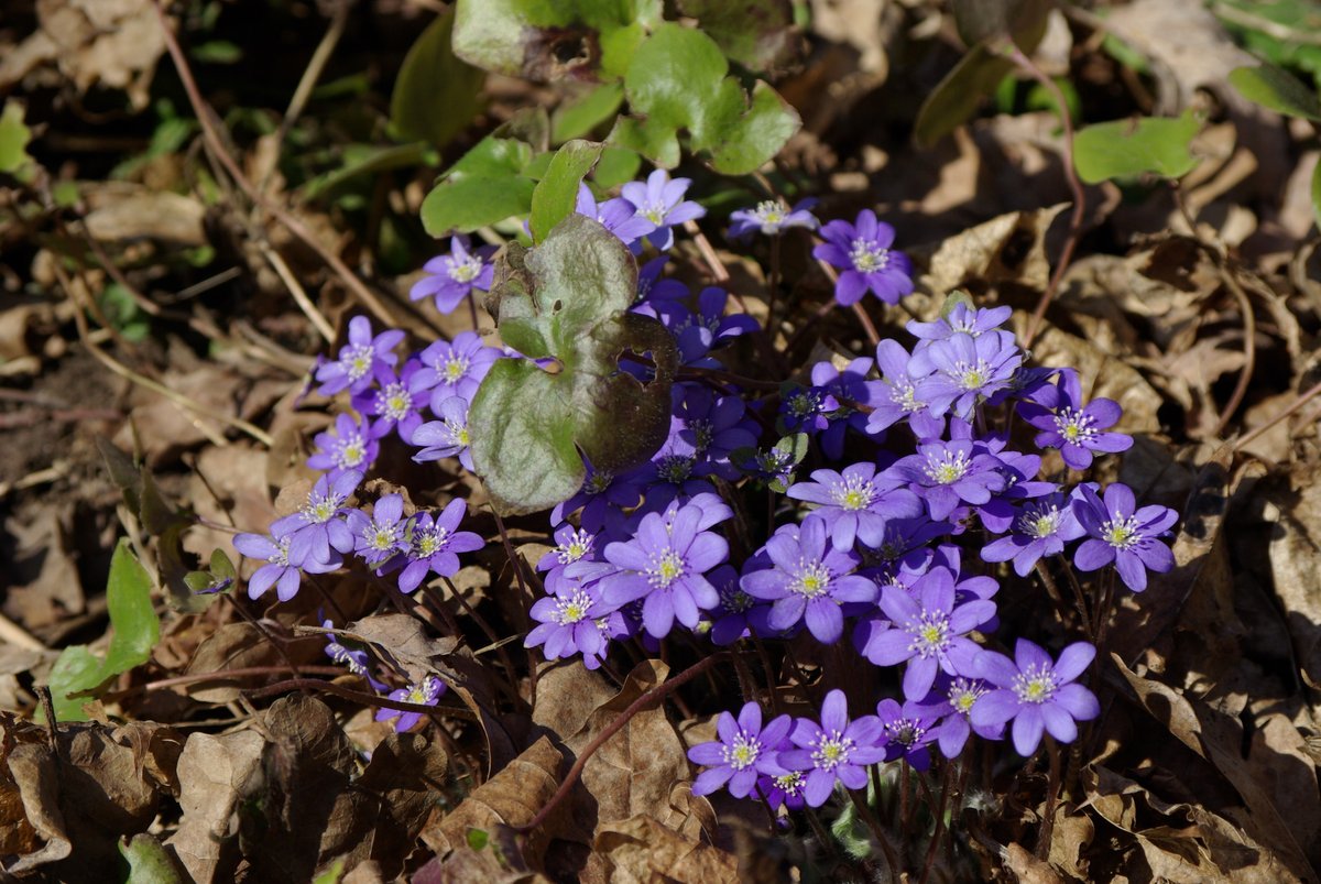 DeiLux77's tweet photo. Fresh violets.

#photography #foto #photo #macro #closeup #nature #wildlife #art #color #artphotography #picture #worldphotography #follow #colour #photographer #naturephotography #naturelovers #macrophotography #Purple #Flowers #flower #violet https://t.co/WKjcl0K2d9