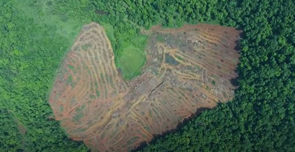 SaveIndianBiod1's tweet photo. Scientists have established a clear link between deforestation &amp; increase in virus outbreaks. 

3 forest clearances will lead to axing of 59,024 trees in Bhagwan Mahaveer Wildlife Sanctuary+Mollem National Park. 
#IndiaWithGoa #SaveMollem #DropFIRsAgainstGoans @goacm https://t.co/BHWlrnuz3D
