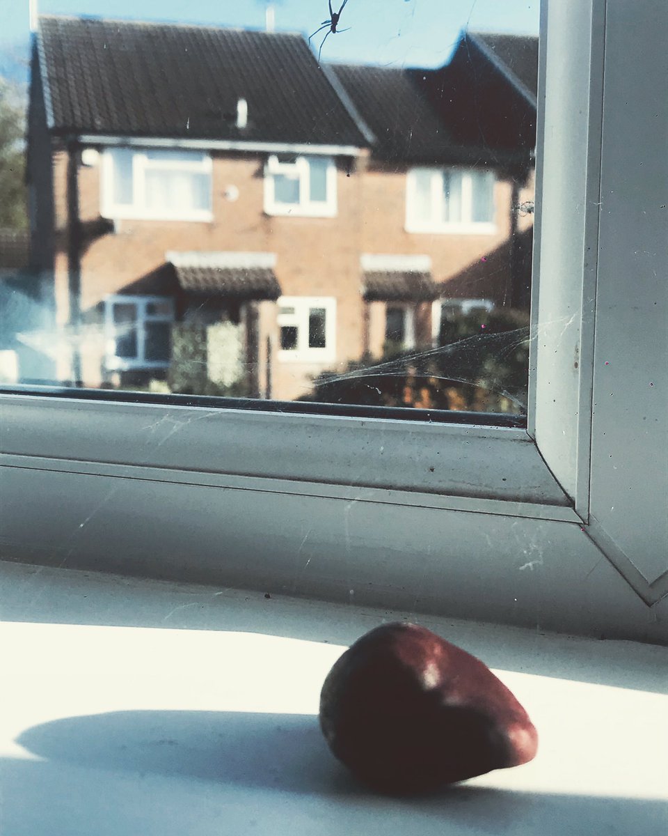 DVox83's tweet photo. Clearly a #myth then! This industrious little weasel has spent the night spinning its #web using a #conker as one of its supports! LOL! 🕸🕷😅
#spider #spiderweb #conkerseason #spidershateconkers #spidersandconkers #justamyth #conkerswontsaveyou https://t.co/1i6lS9EoPJ