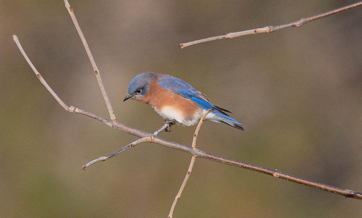 ScienceStrong's tweet photo. Fun Conservation Club hike to Krull Park yesterday morning! Lots of birds to be seen and #ebird (https://t.co/2g47oEt6G3) and a great mix of habitats to explore. #barkercsd #RedCrossbill #EasternBluebird https://t.co/5zwGoNPjR1
