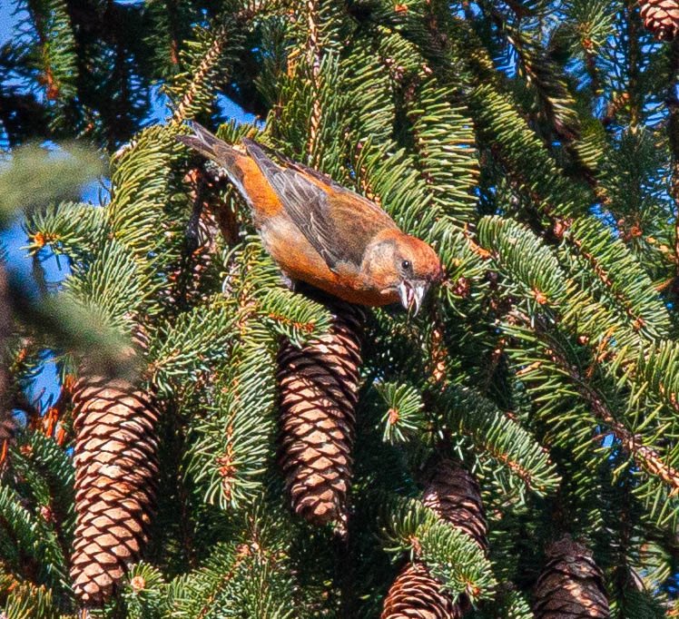 ScienceStrong's tweet photo. Fun Conservation Club hike to Krull Park yesterday morning! Lots of birds to be seen and #ebird (https://t.co/2g47oEt6G3) and a great mix of habitats to explore. #barkercsd #RedCrossbill #EasternBluebird https://t.co/5zwGoNPjR1