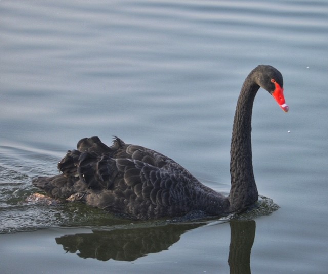 MerciaMarina's tweet photo. The black swans swimming in the waters at Mercia Marina have sparked much interest with passerbys since their mysterious arrival. Black swan sightings are rare in the UK, so see if you can spot our visitors on your next visit - they'll happily pose for a photograph! 🦢

#Derby https://t.co/NbeJvezkeB