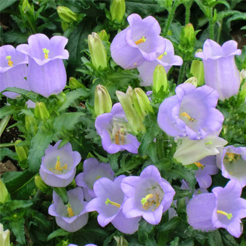 🌿🌼🧺 (@peacozy) on Twitter photo 