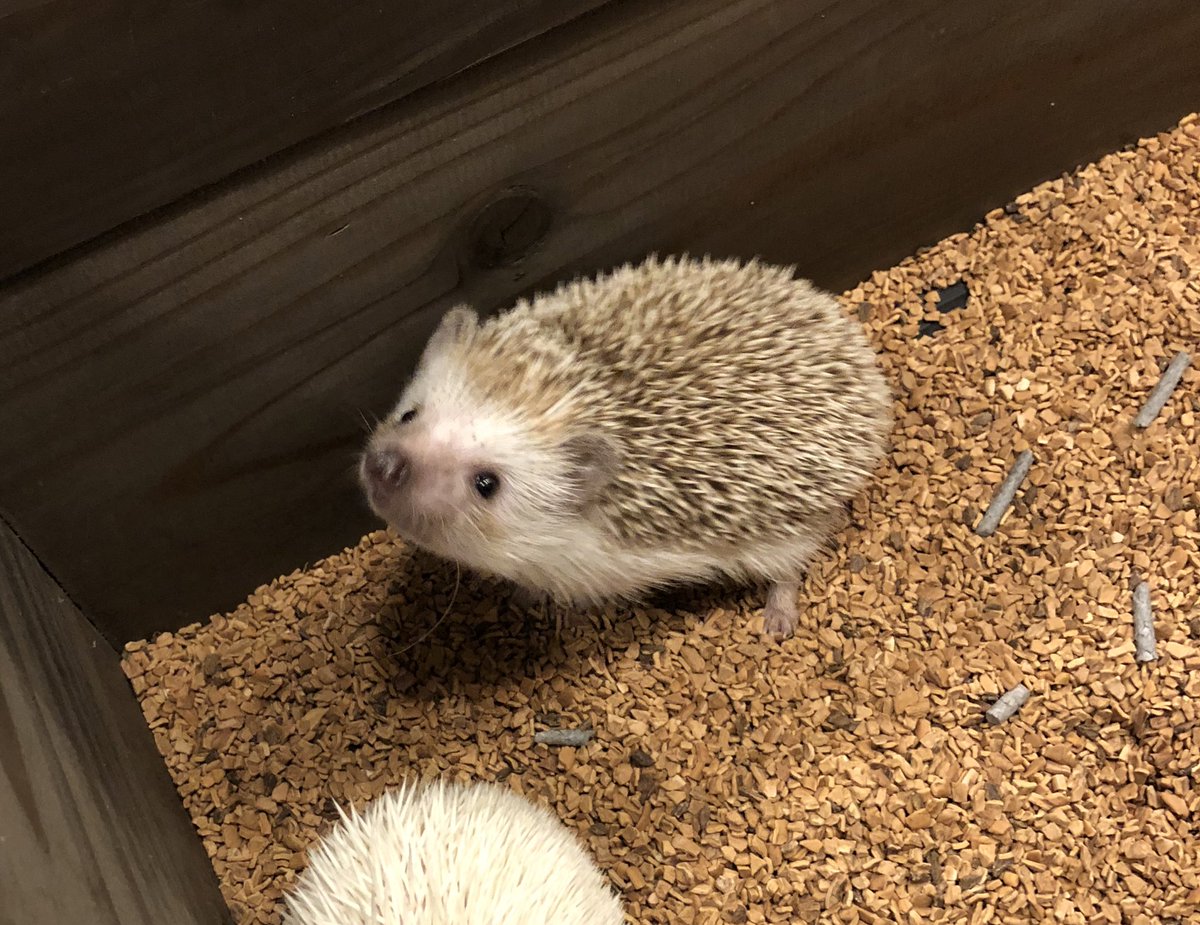 海彩 イラストルポの課題のためにハリネズミカフェ行ってきた かわいい