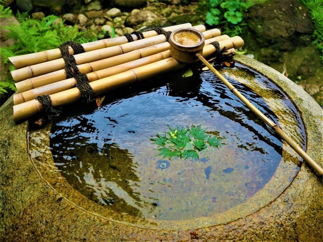 ...the plant was so toxic that when rainwater fell off the leaves and into the stone bowl the water would become naturally antibacterial. Or so it is said. I believe it has never been scientifically studied. Beauty and function, as one.