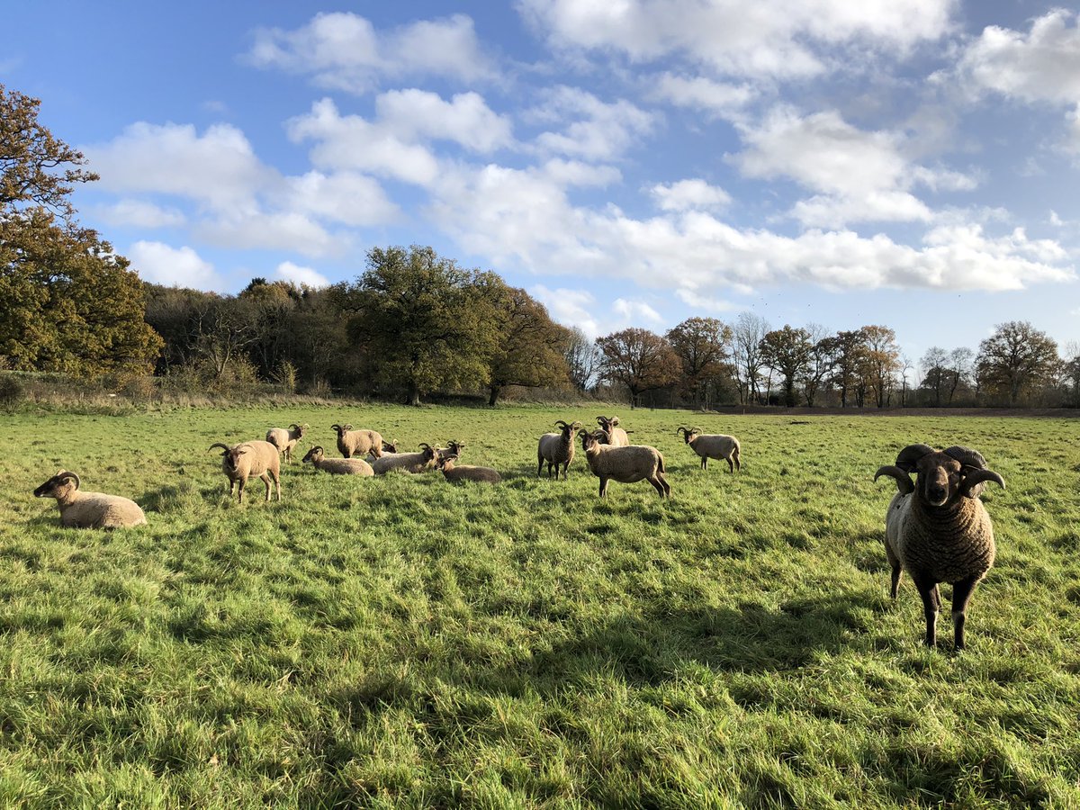 GreatCotmarsh's tweet photo. Lazy Sunday morning #slowfarming #Cotswolds https://t.co/ysKfzmWOeI