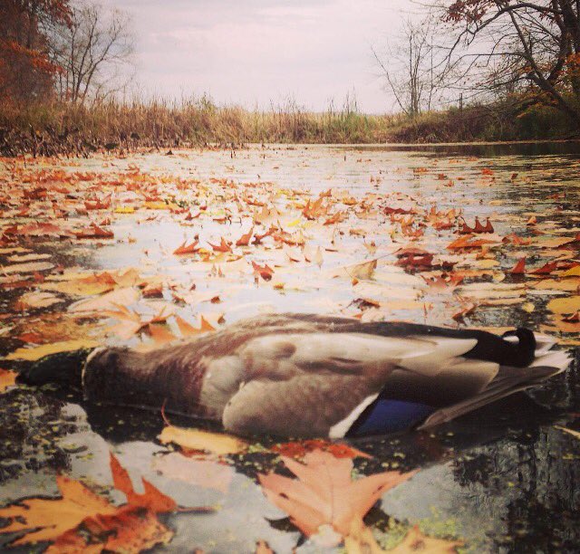 BeavrCreekCalls's tweet photo. Blessed! #beavercreekgamecalls https://t.co/RSrJNlQ5rr