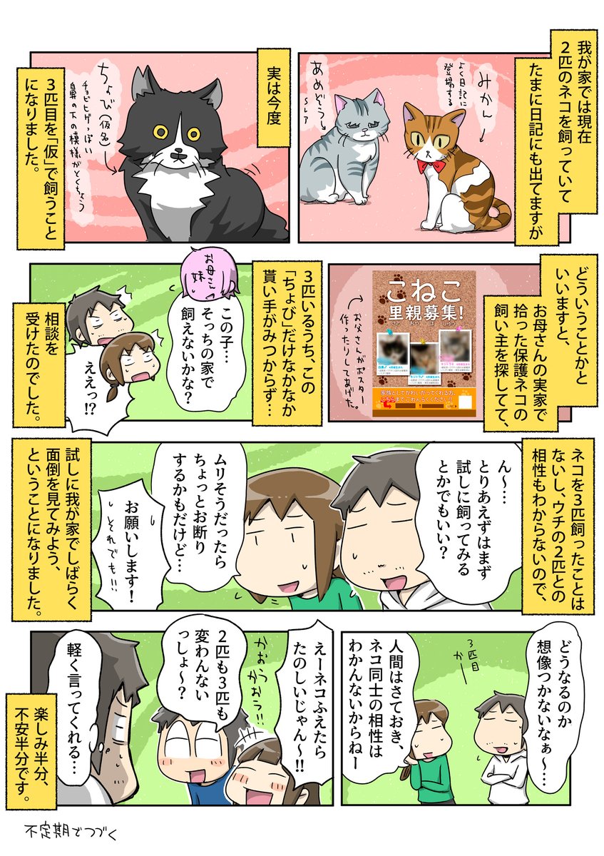 3匹目のネコが我が家にやってくることになった | あやたろす@ニンドリ