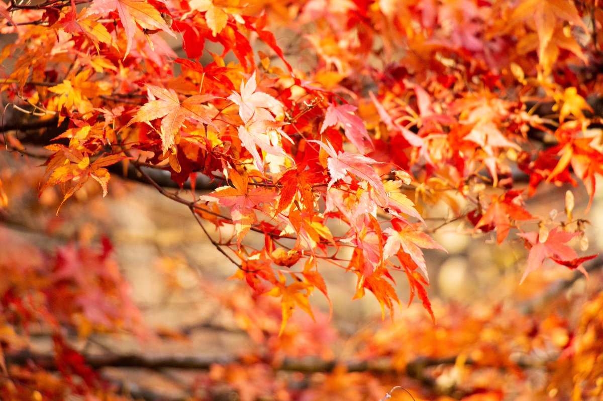 haruxx77's tweet photo. ちゃんと見れた

#photography #photo #紅葉 https://t.co/2xXdJLxaNo