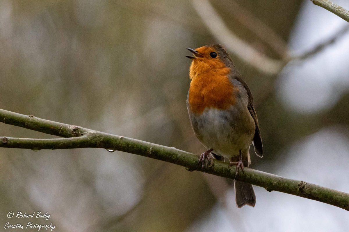 Creationphotog3's tweet photo. A beautiful songbird to brighten your day. Happy Sunday. https://t.co/ds3J20kCeV
