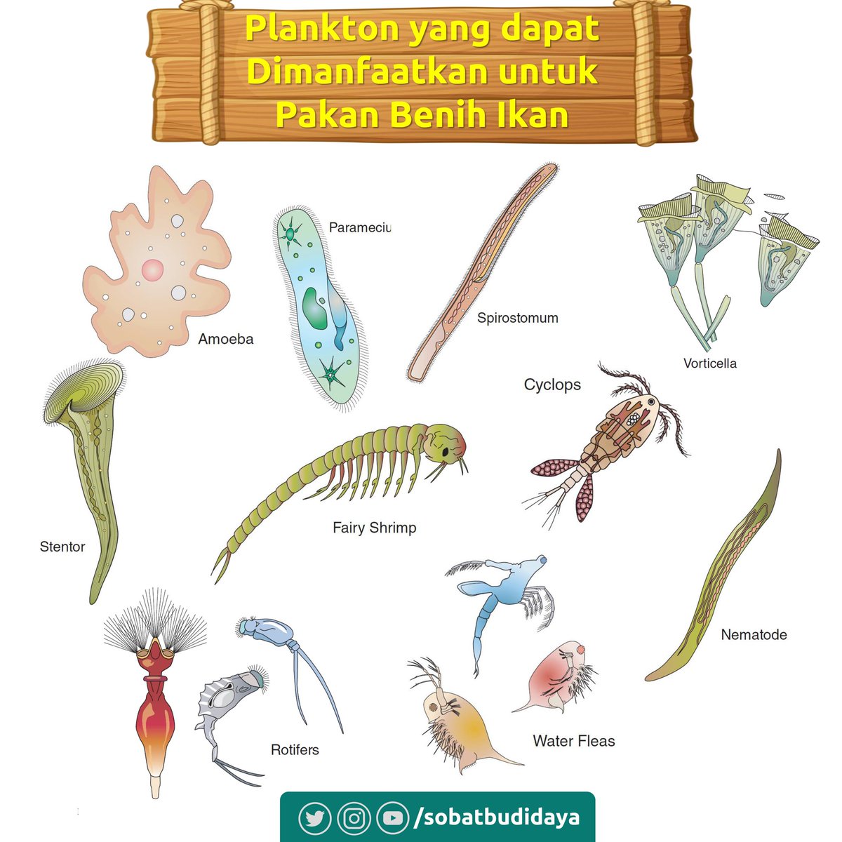 sobatbudidaya's tweet photo. Yuk cari tau jenis-jenis plankton yang dapat dimanfaatkan sebagai pakan alami untuk benih ikan. 

#aquaculture #aquaculturenews #sustainableaquaculture #globalaquaculture #responsibleaquaculture #fishfarming #sustainableseafood #akuakulturindonesia #plankton #pakanalami https://t.co/HNZg770Y3J