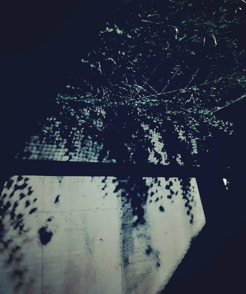 Frederick 9387 Shadow 木蔦 ヘデラ アイビー 笹 草花 植物のある暮らし Instaflower Artwork Artphotography Flowerphotography Naturephotography Photo Photo Jpn Photography T Co 9aig6ldevl Twitter Frederick 9387 Shadow 木蔦 ヘデラ アイビー 笹 草花 植物のある暮らし Instaflower Artwork Artphotography Flowerphotography Naturephotography Photo Photo Jpn Photography T Co 9aig6ldevl Twitter