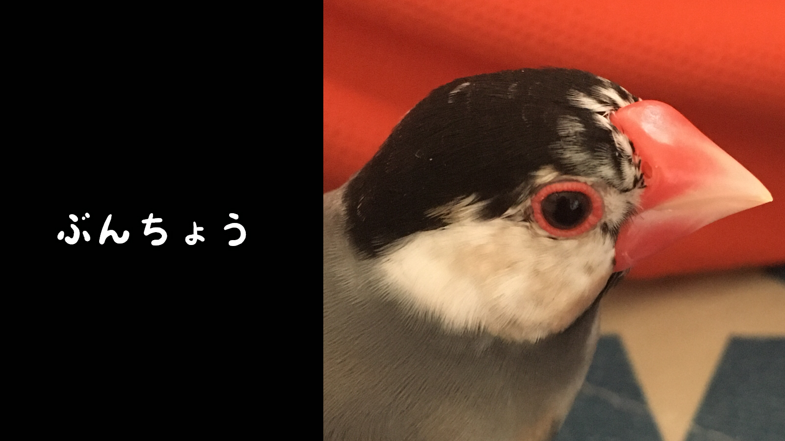 文鳥 In 文鳥の壁紙を作った 1600 900サイズです よかったらどうぞ 文鳥 壁紙 壁紙配布