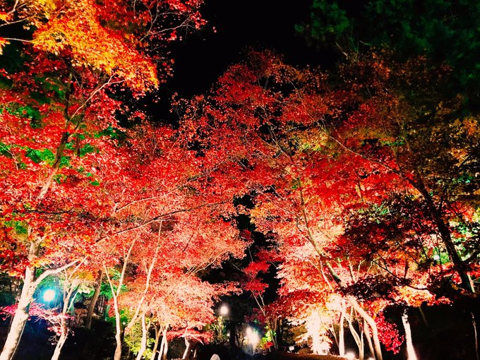 夜の紅葉見に行こうよう、をしました 