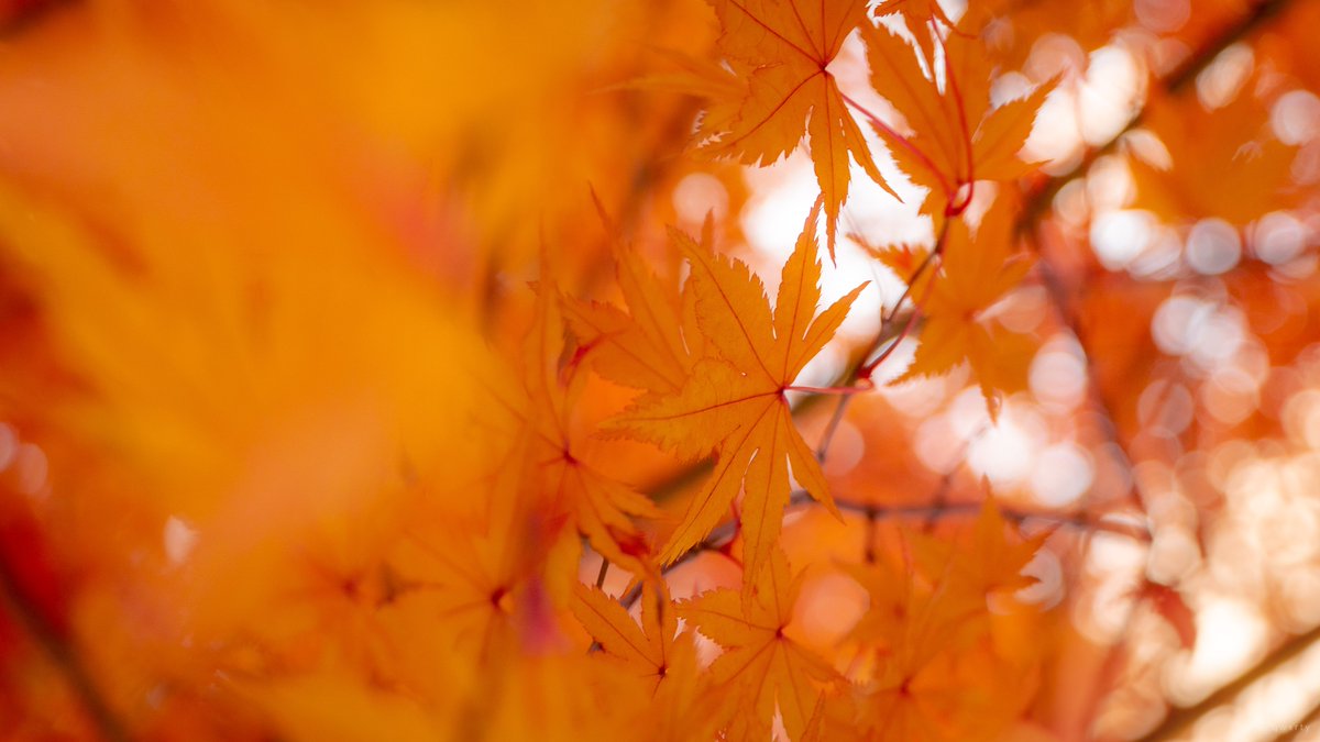 awaaaaaaaal's tweet photo. Autumn. 🔴🟠
#LOAD4K #autumncolors https://t.co/n3MI2UbHqR